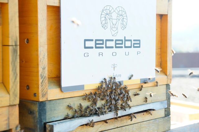 Ceceba bijen - CECEBEE Ceceba bijen - CECEBEE